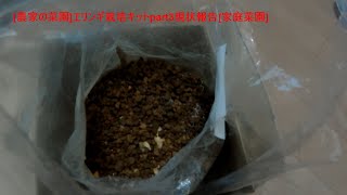 [農家の菜園]20/12/14 エリンギ栽培キットpart3 栽培現状　[家庭菜園]
