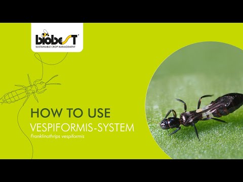 如何使用 Biobest 的 Vespiformis 系統 (How to use Vespiformis-System from Biobest)