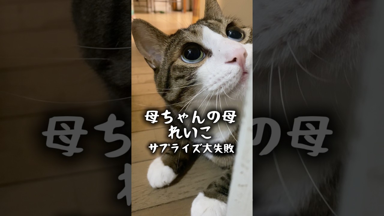 お婆ちゃんの誕生日サプライズ大失敗三太の最後のイカ耳が球太⁈ #cats #shorts #球太