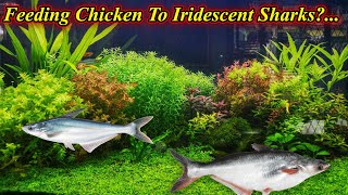 Can We Feed Chicken Piece To Iridescent Sharks?. Does Feeding Causes Problem?. / Fish Aquarium Tamil