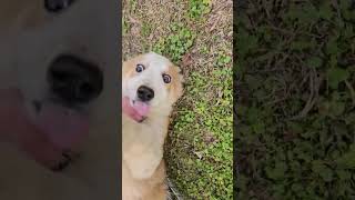 Video preview image #1 Australian Shepherd-Jack Russell Terrier Mix Puppy For Sale in Wakefield, RI, USA