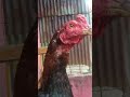 Review Ayam Pukul Terbang Jenis MANGON X BANGKOK Nama Ayam LENCA Prestasi 3x