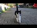 Whenever This Stray Cat Sees Us She Comes Running Towards Us Like Lightning