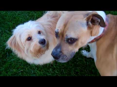 Parker - 24 lbs!, an adopted Tibetan Terrier & Corgi Mix in Pasadena, CA_image-1