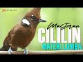 MASTERAN CILILIN GACOR DURASI PANJANG