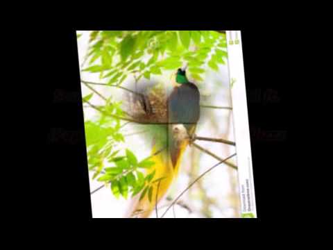 Soul Peace Love - Delma Minei ft. Prote J [Papua New Guinea Island Vibezzz 2015]