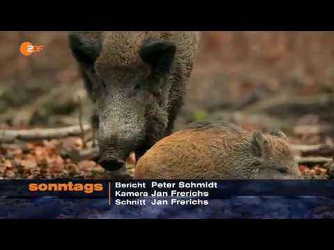 Warum die Jagd polarisiert ZDF sonntags