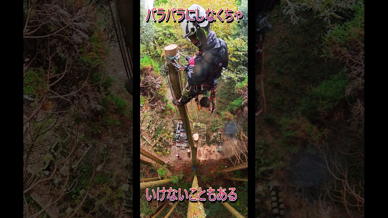 運び出す道が狭くて人しか通れない程度の道幅のとき　 #climbing #arbolist #特殊伐採　#空師
