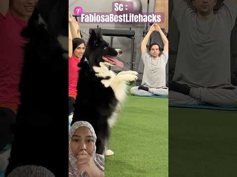 DOGY IKUT SENAM ‼️ #ytshorts