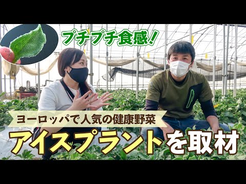 アイスプラント 植物