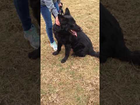 Tiberius, an adopted German Shepherd Dog in Greeneville, TN_image-1