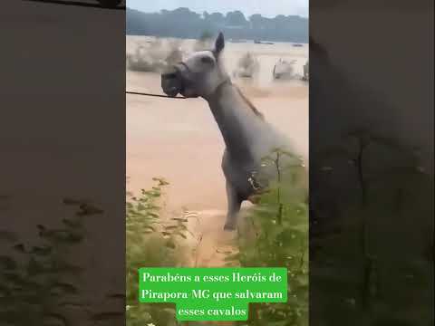 🐎 Solidariedade que Salva Vidas no Velho Chico — Pirapora (MG)Um gesto de coragem, união e amor