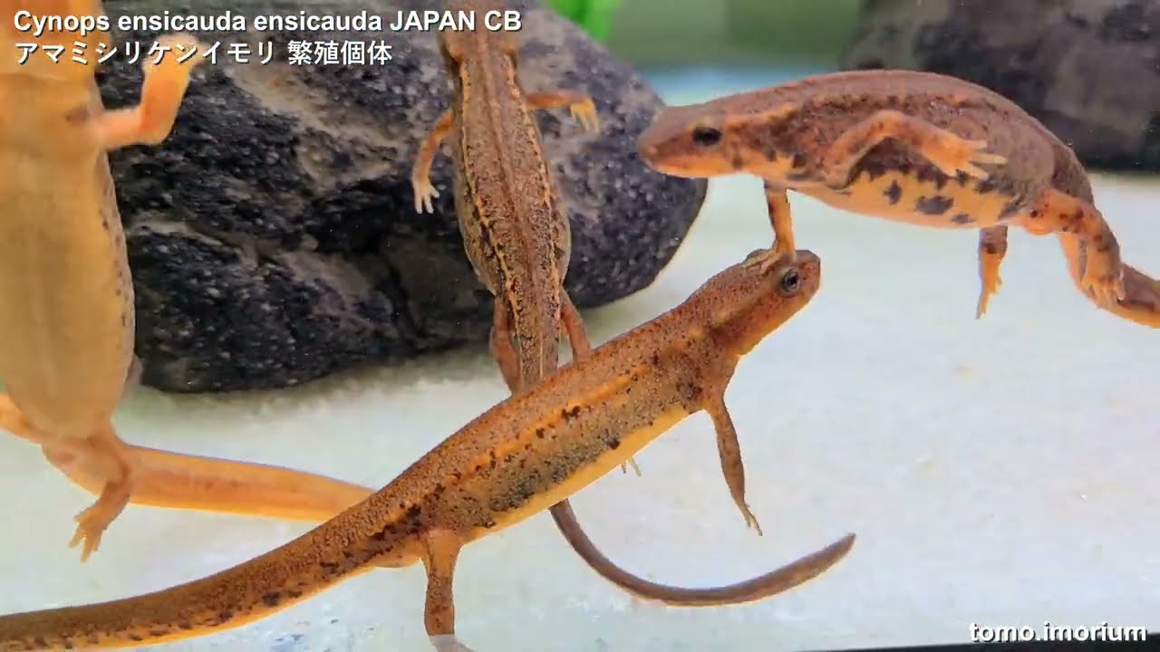 Cynops ensicauda ensicauda ~2022CB/JAPAN アマミシリケンイモリ 繁殖個体