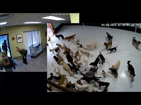 Go Fetch Services Building Crash 2024