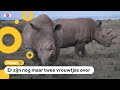 Superzeldzame neushoorn-soort kan misschien gered worden