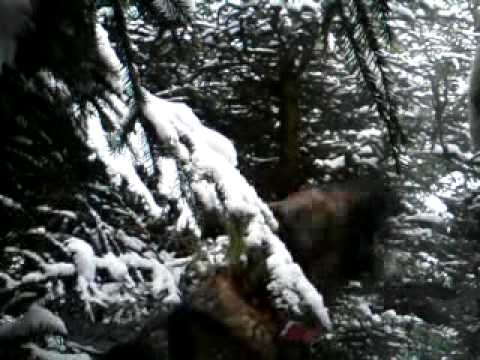 Alfa -Search and Rescue dog-