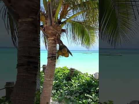 Aya Beach Resort - Zanzibar 🌴 #shorts #short #shortvideo #shortsvideo