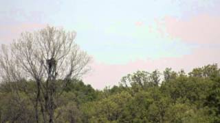 preview picture of video 'palos bald eagles with young and soaring over cook county, IL'
