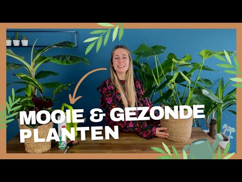 Mooie gezonde planten - Zo houd je je planten mooi en gezond