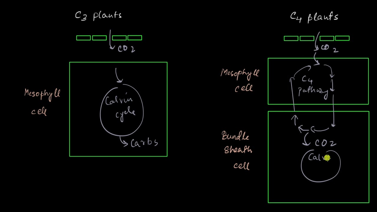 Factors affecting photosynthesis - CO2 | Photosynthesis in higher plants | Biology | Khan Academy