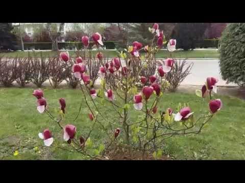 Liliomfa (Magnolia)  -  2015, Kisvárda