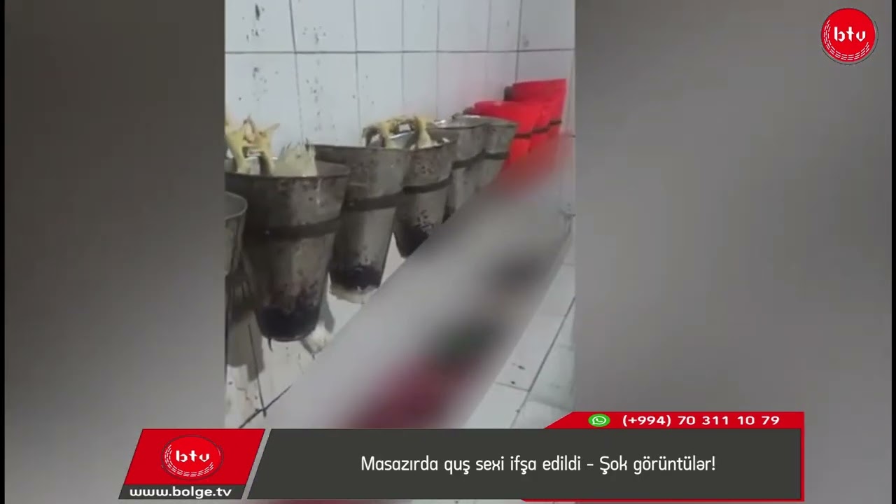 Masazırda quş sexi ifşa edildi – Şok görüntülər!