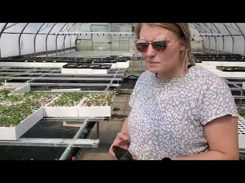 Saskatoon berry (Amelanchier alnifolia) propagation at Tree Time Greenhouses June 10, 2022