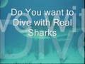 Dive Right Scuba