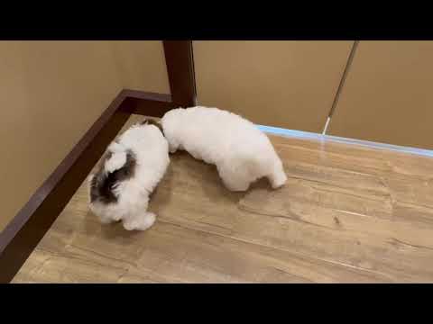 Teddy Bear - 4597 video preview