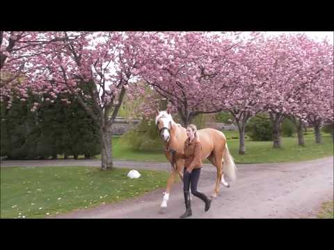 Zafferano highlights