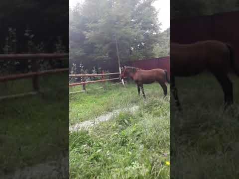 Cai lui gigi dela araci