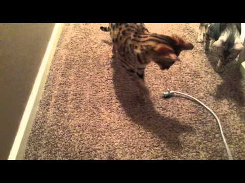 Cheetah attacking the vacuum cord