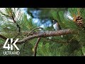 Bird Songs - 8 HOURS of Birds Singing in the Forest - Nature Relaxation Video in 4K Ultra HD