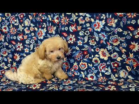 MUSHU MALTIPOO MALE Ready now