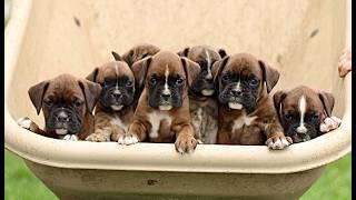 Video preview image #1 Boxer Puppy For Sale in GORDONVILLE, PA, USA
