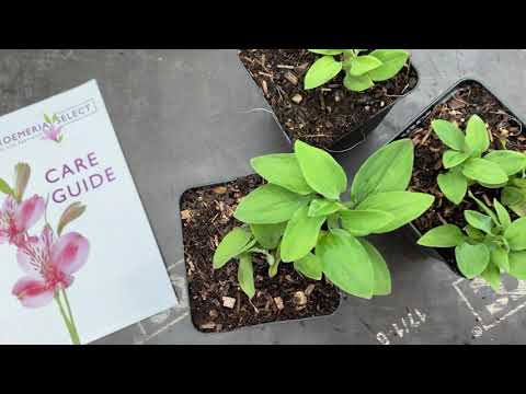 How To Care For New Alstroemeria Plants - Alstroemeria Select
