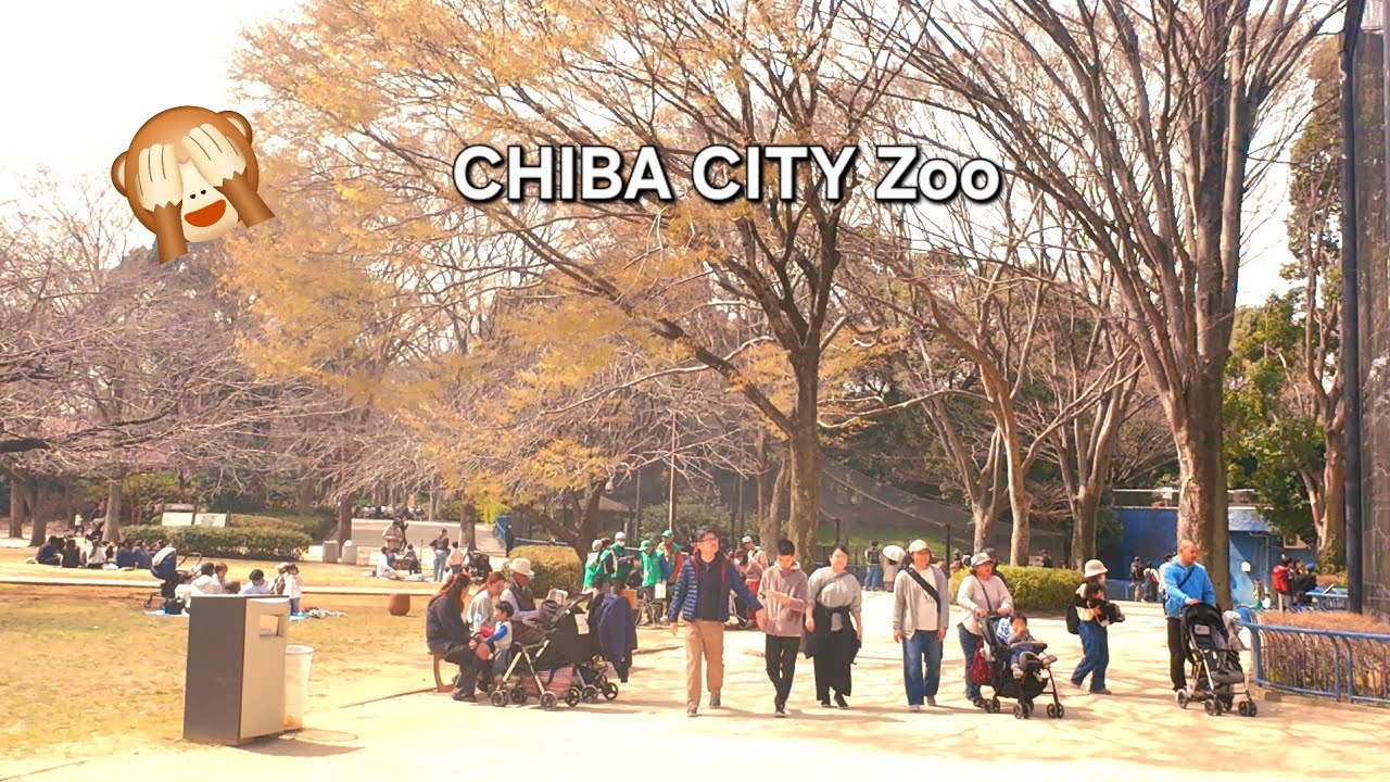 4K Japan Walk - Strolling around and visiting the Chiba City Zoo | NHO 4K