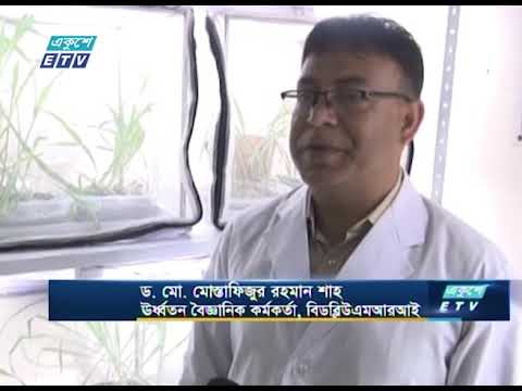 ভুট্টার নতুন জাত উদ্ভাবন করেছেন বাংলাদেশের বিজ্ঞানীরা | ETV News