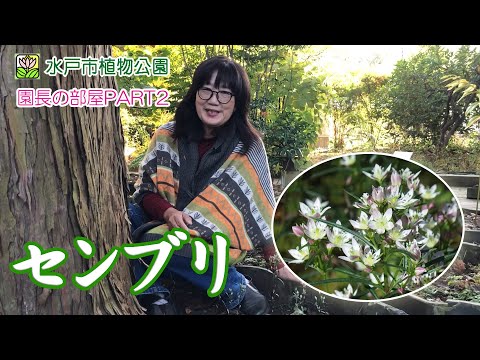 水戸市植物公園 Mito Botanical Page 4 Twilog