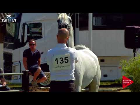 N.135 ATIUS O - Strohen 2018 B Int