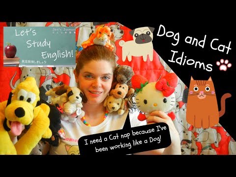 15 Dog and Cat Idioms! Increase English Fluency with Animal Idioms!