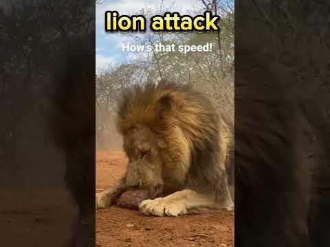 Lion Attack/ When Lions Fight for the Throne#youtube #viral #naturebeautyvideos