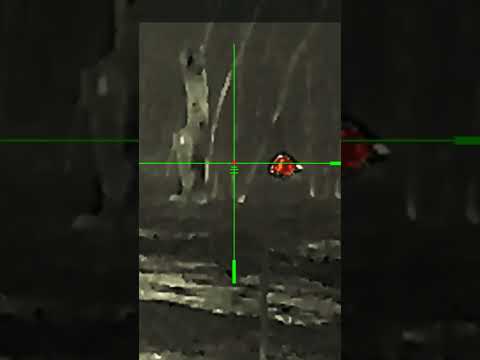 Thermal pest control. 8.6 blk Fort Scott ammo is a disappointment
