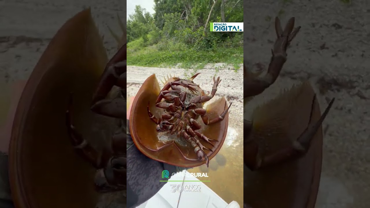 Pescador registra encontro com 'fóssseis vivos' durante pescaria na Flórida