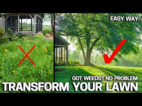 First Step to Fixing an Ugly Lawn - Where to Start