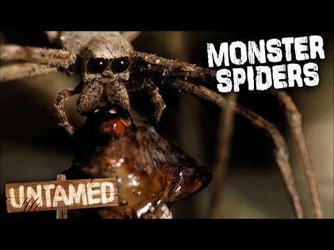 The Most Unique Spiders On Earth 🕷️ | Crazy Monster Spiders
