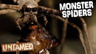 The Most Unique Spiders On Earth 🕷️ | Crazy Monster Spiders