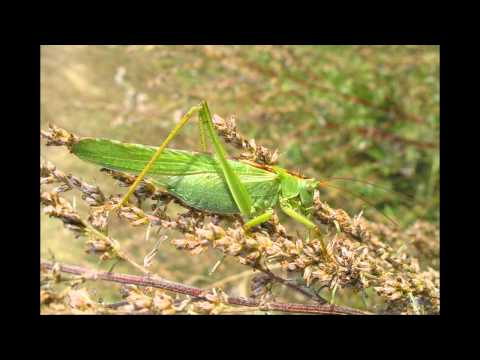 pasikonik zielony jeden 1