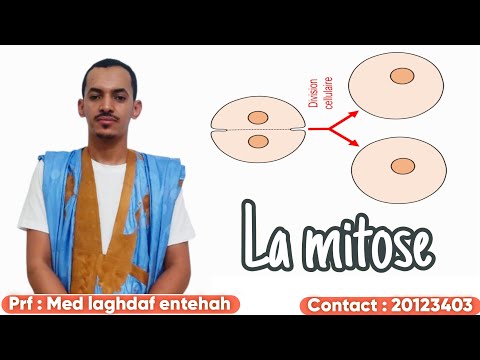 Division cellulaire : La mitose
