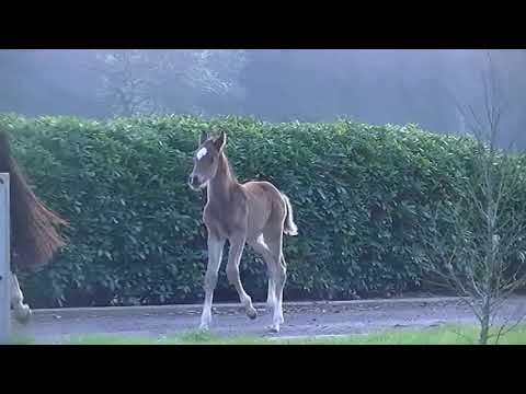 Stutfohlen von Bellany